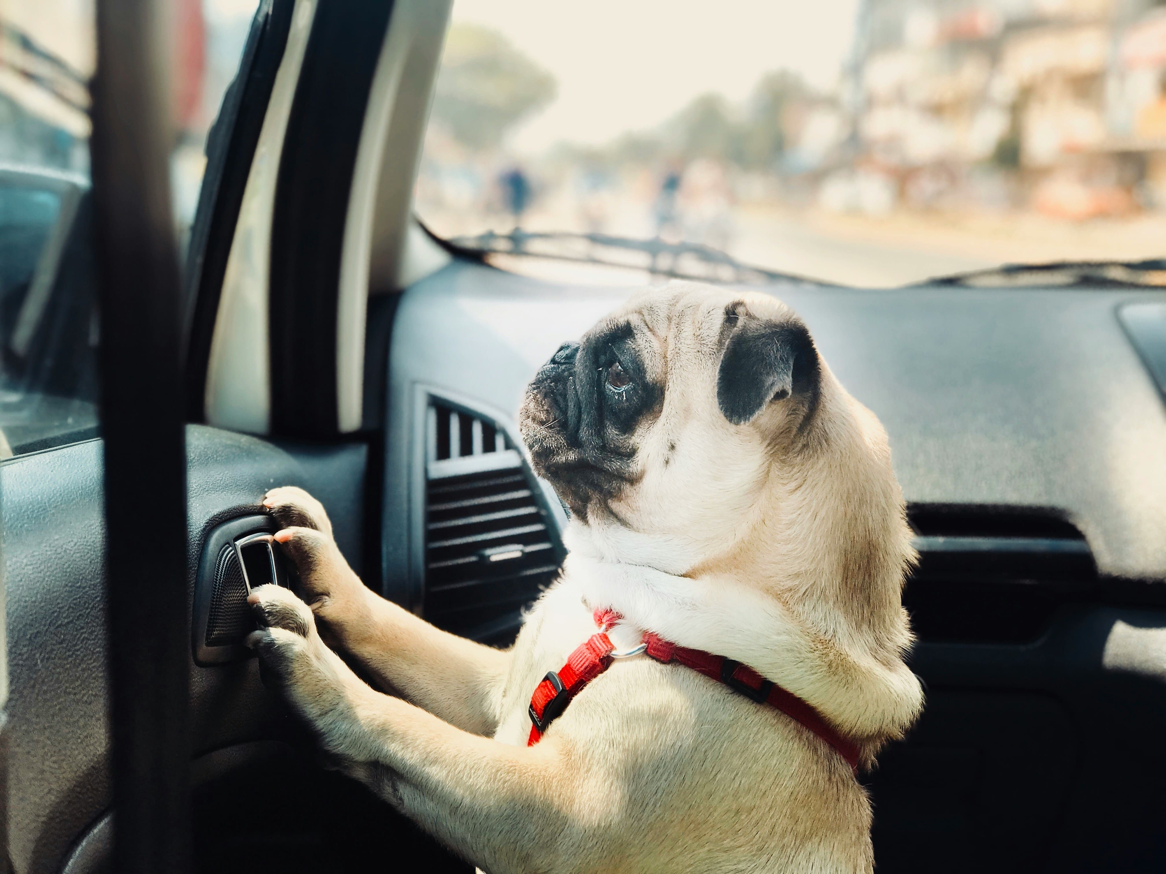 Dog-friendly taxi Manchester