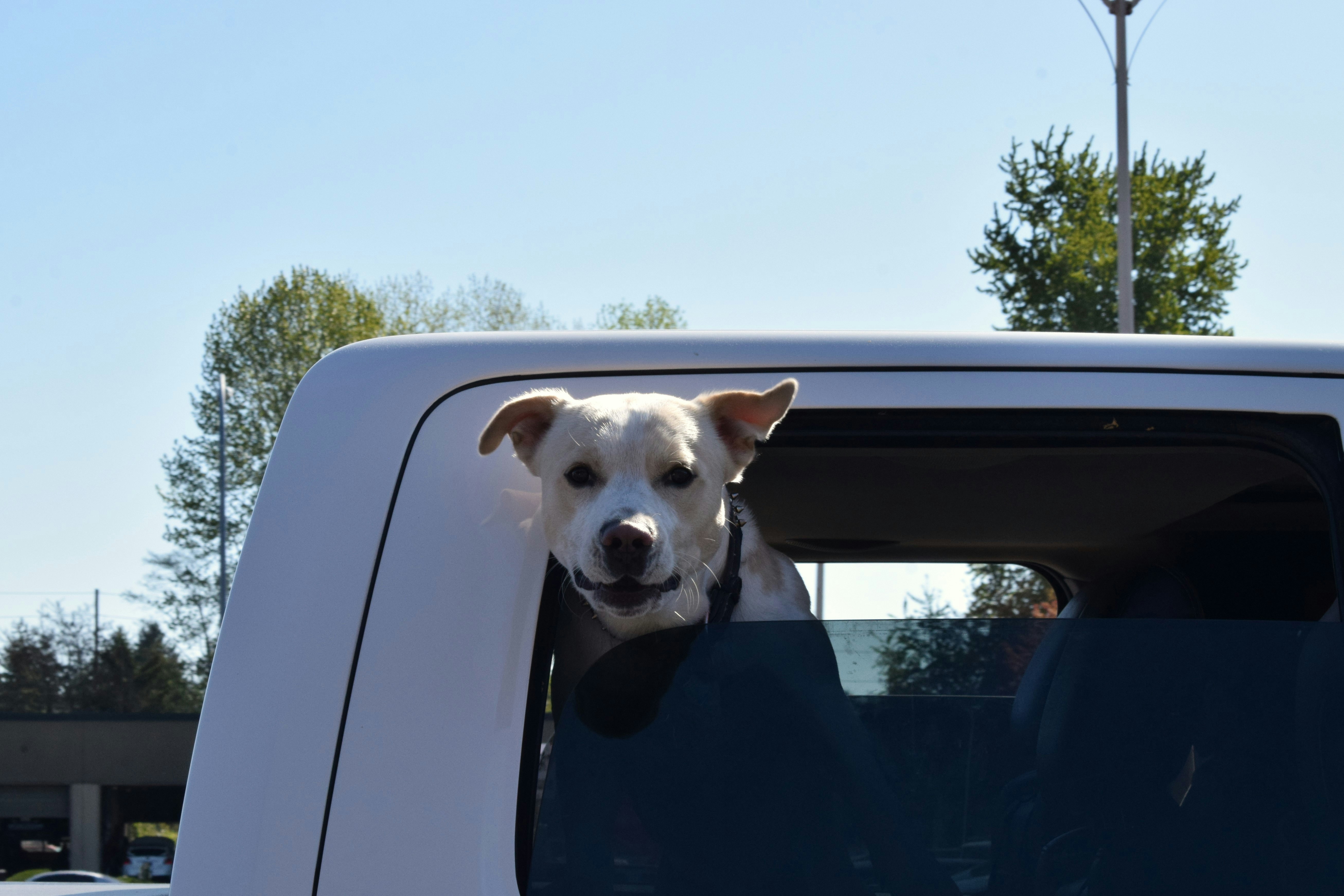 Pet taxi service Manchester