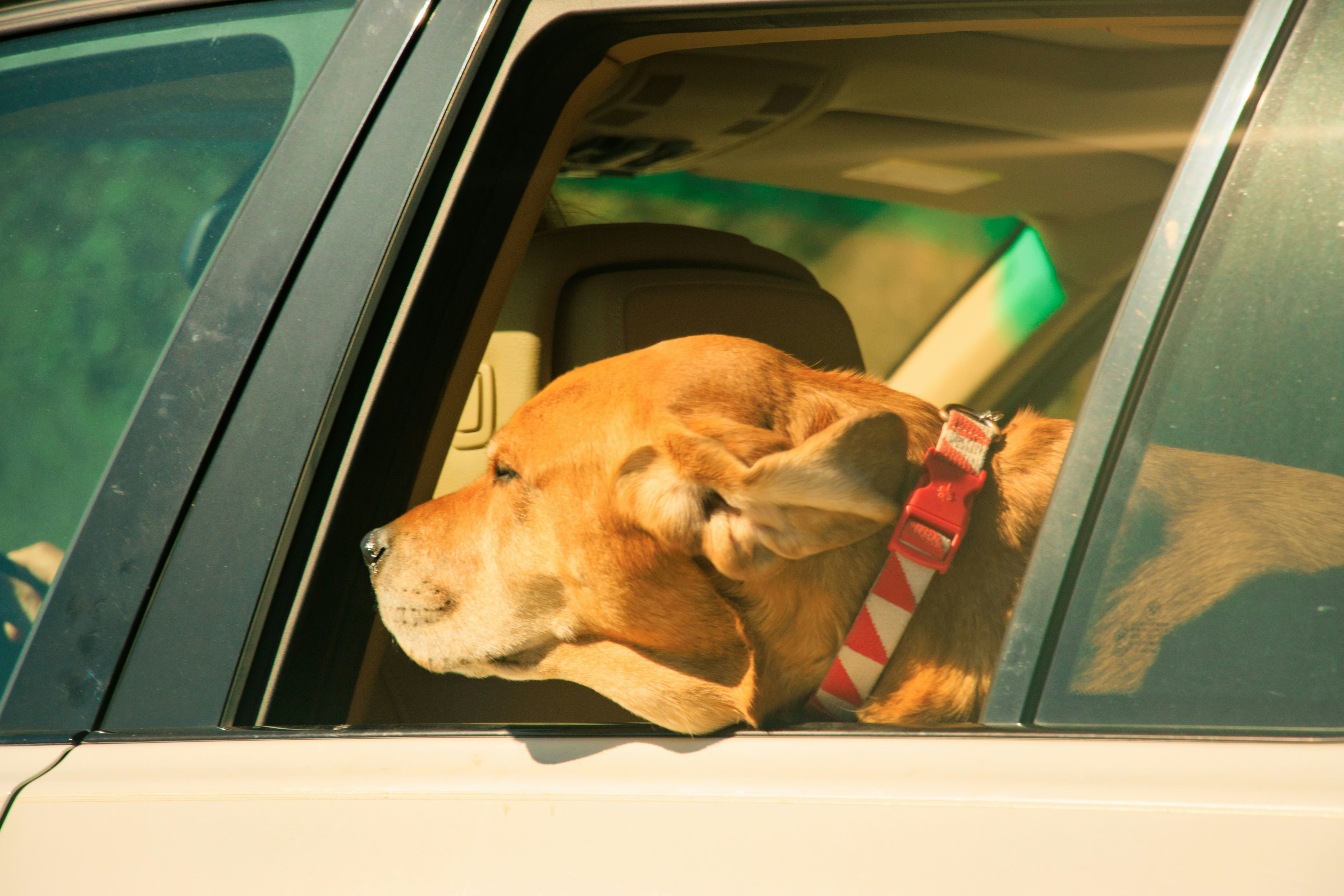 Pet travel with Transfers 247