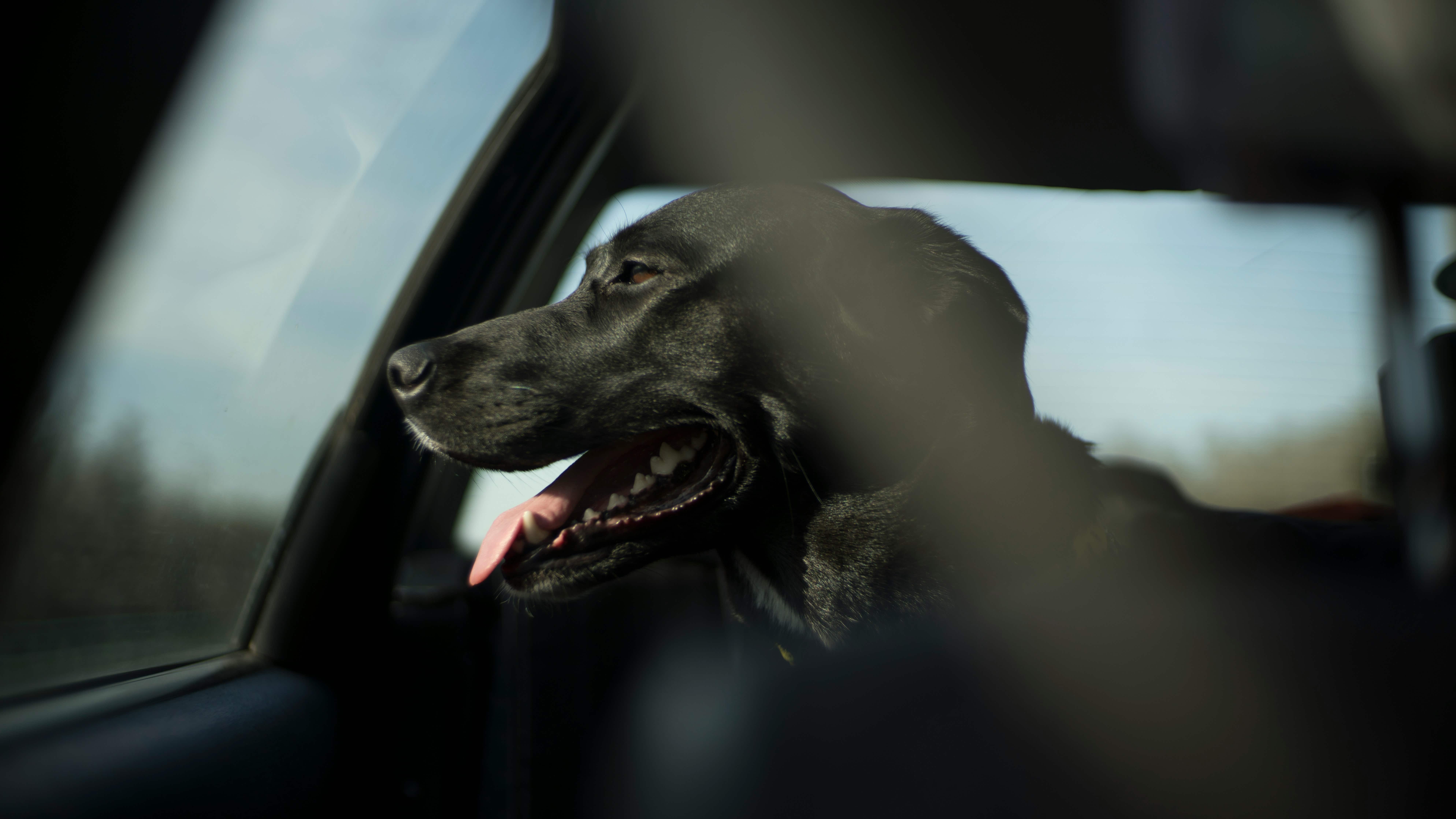 Transfers 247 pet taxi service
