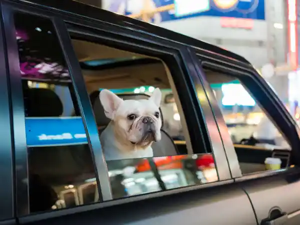 Pet-Friendly Taxis