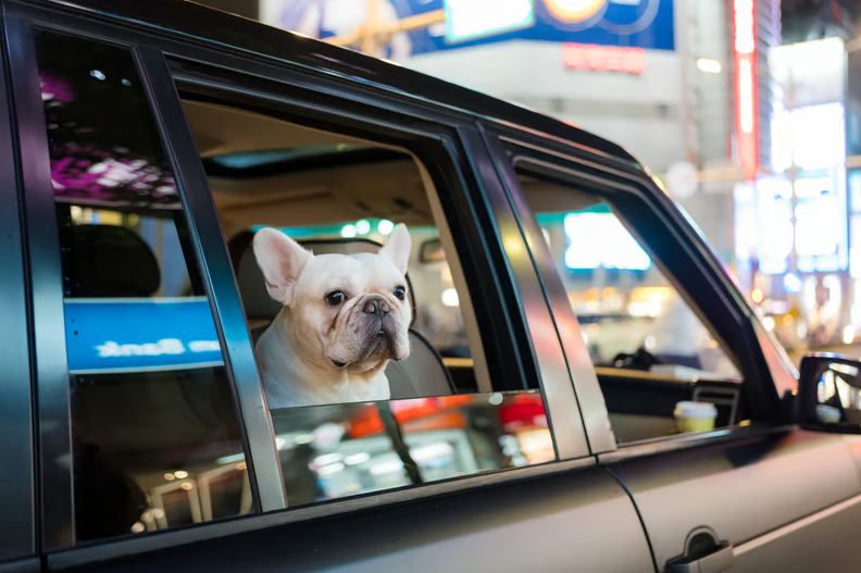 What Is a Pet Taxi Service