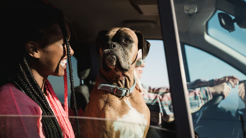 Taxi services with dog seat