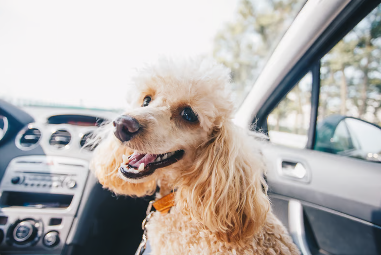 Taxi services with pet seat UK